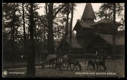 AK Berlin, Hirschgehege im Zoo