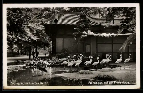 AK Berlin, Zoologischer Garten, Flamingos auf der Freianlage