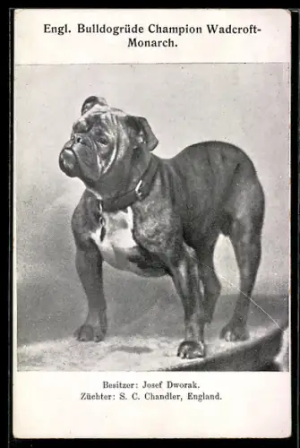 AK Englischer Bulldogrüde Champion Wadcroft-Monarch, Besitzer Josef Dworak, Züchter S. C. Chandler