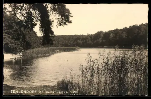 Foto-AK Zehlendorf, Partie am See Krumme Lanke