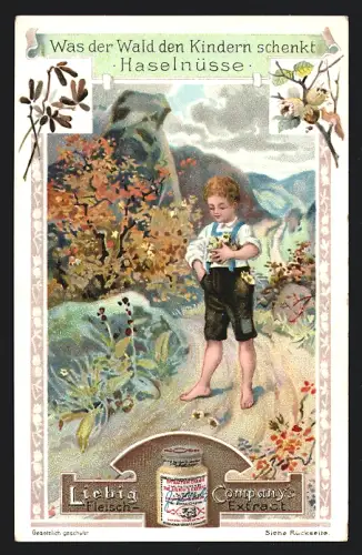 Sammelbild Liebig, Was der Wald den Kindern schenkt, Kleiner Junge mit Haselnüssen