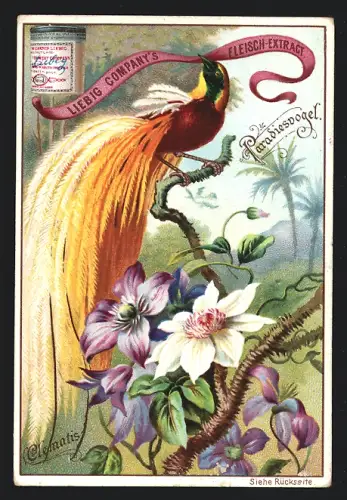 Sammelbild Liebig, Paradiesvogel und Clematis