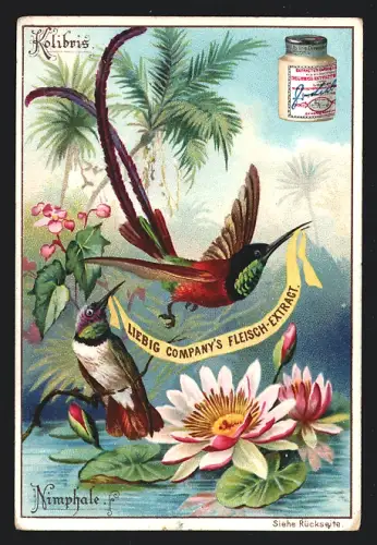 Sammelbild Liebig, Nimphale, Kolibris