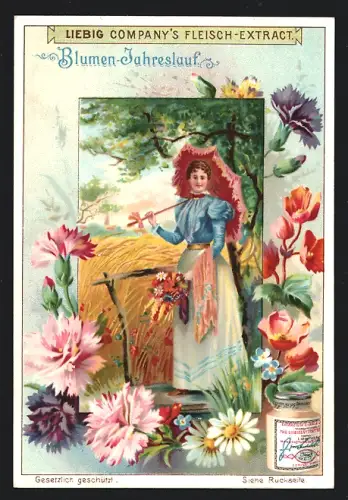 Sammelbild Liebig, Blumen-Jahreslauf, Nelken und Gänseblümchen, Dame vor einem Feld