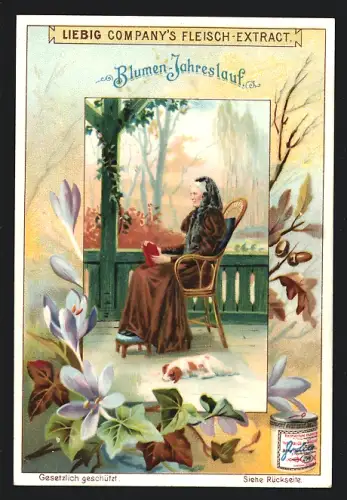 Sammelbild Liebig, Blumen-Jahreslauf, Krokusse und Efeu, Alte Dame auf der Veranda
