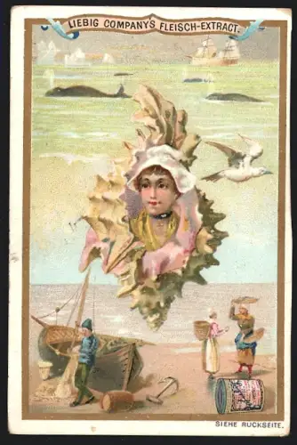 Sammelbild Liebig, Segelboot am Strand, Frauengesicht in einer Muschel
