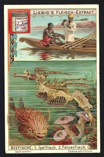 Sammelbild Liebig, Seefische, Igelfisch und Fetzenfisch