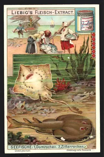 Sammelbild Liebig, Seefische, Dornrochen und Zitterrochen