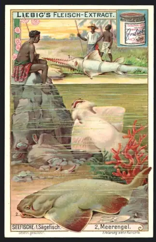 Sammelbild Liebig, Seefische, Sägefisch und Meerengel