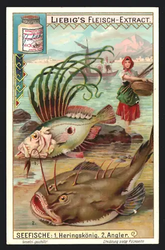 Sammelbild Liebig, Seefische, Heringskönig und Angler