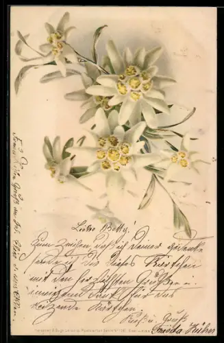 Künstler-AK Meissner & Buch (M&B) Nr. 1061: Edelweiss