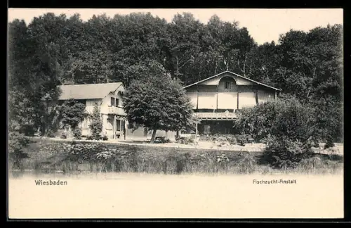 AK Wiesbaden, Fischzucht-Anstalt am Wald