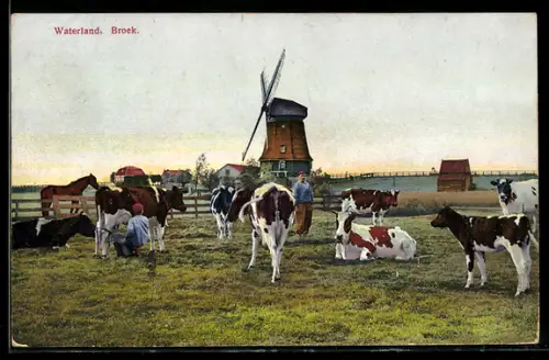 AK Kühe weiden an einer Windmühle