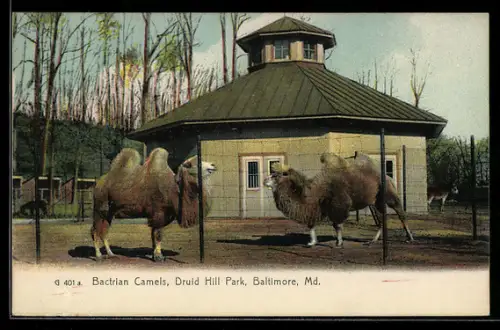 AK Baltimore, Md, Cactrain Camels, Druid Hill Park, Kamele