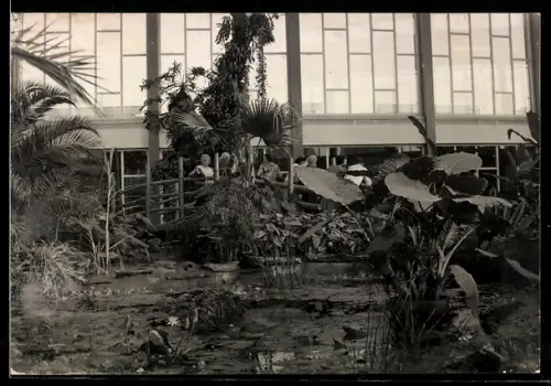 AK Berlin, Tropenhalle im Alfred-Brehm-Haus, Tierpark