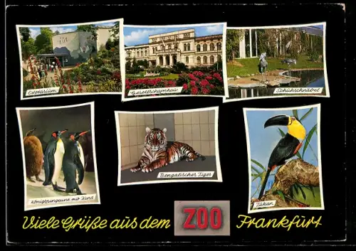 AK Frankfurt, Bengalischer Tiger, Pinguine und Tukan im Zoo