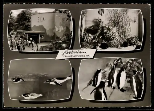 AK Frankfurt /Main, Exotanium im Zoo, Pinguine