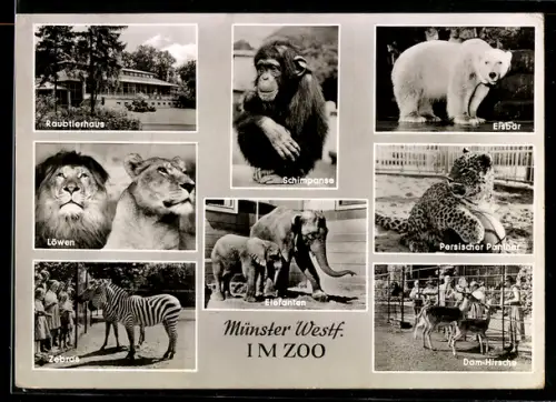 AK Münster /Westf., Schimpanse, Löwen, Zebras, Eisbär und Persischer Panther im Zoo