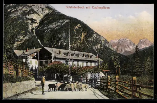 AK Schluderbach, Strassenpartie mit Schafen und Cadinspitzen