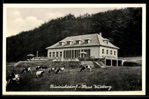 AK Friedrichsdorf, Gaststätte Haus Wattberg, Kühe