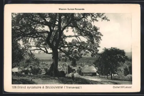 AK Shilouvane /Transvaal, Grand sycomore