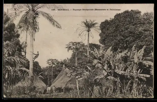 AK Senegal, Paysage Sénégalais, Bananiers et Palmiers