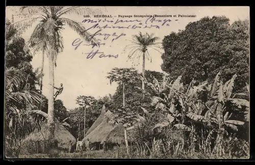 AK Sénégal, Paysage Sénégalais, Bananiers et Palmistes