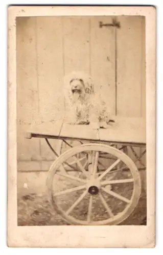 Fotografie unbekannter Fotograf und Ort, Hund auf Holzwagen