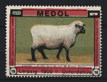 Reklamemarke Leipzig 1909, Medol, Schaf Oxfordshire