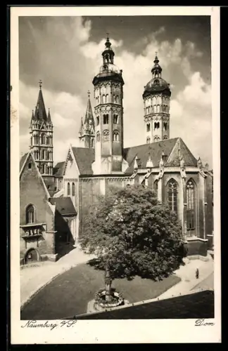 AK Naumburg, Dom mit Baum