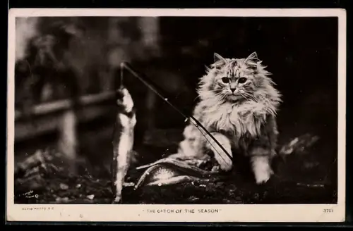 AK Katze angelt einen Fisch, vermenschlichte Tiere