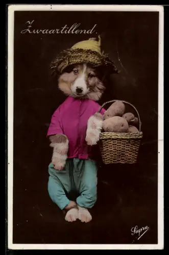 AK Hund mit einem Korb Kartoffeln, vermenschlichte Tiere