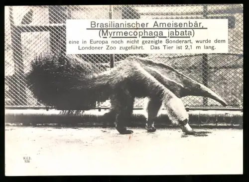 Riesen-AK London, Brasilianischer Ameisenbär im Londoner Zoo