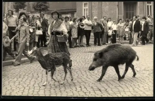 Fotografie Wildschwein / Schwarzkittel läuft bei einem Festumzug mit