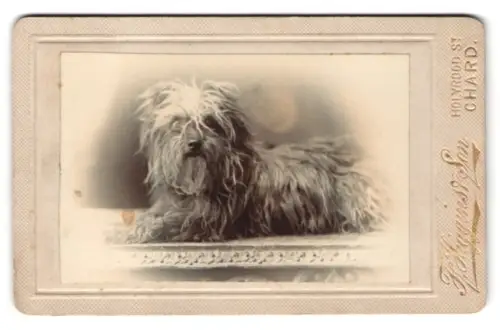 Fotografie F. Higgins & Son, Chard, Holyrood St., Kleiner Hund schaut mit aufmerksamem Blick zum Betrachter