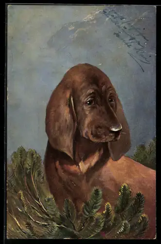 AK Jagdhund, Bluthund, Welpe