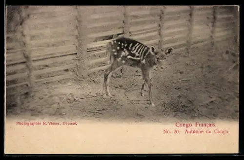 AK Congo Francais, Antilope du Congo