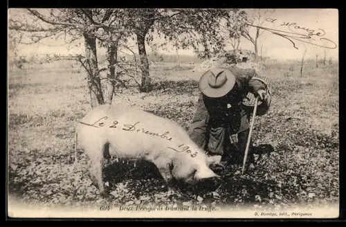 AK Perigord, trouvant la truffe, Trüffelschwein