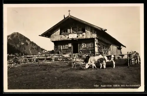 AK Bad Wiessee, Gastghof Auer-Alm mit Fockenstein, Kühe