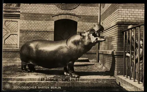 AK Berlin, Zoologischer Garten, Nilpferd bei der Fütterung