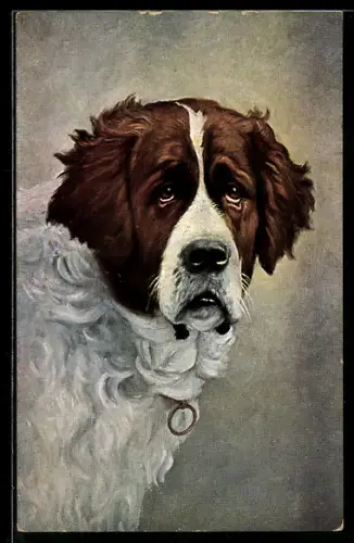 AK Bernhardinerhund mit treuem Blick