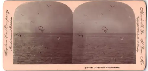 Stereo-Fotografie Keystone View Company, St. Louis, Sea Gulls on the Mediterranean