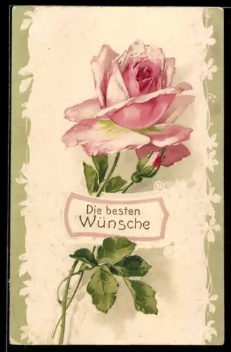 AK Souvenir d`amitié, eine rosafarbene Rose