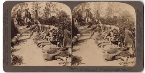 Stereo-Fotografie Underwood & Unterwood, New York, Nuwara Eliya /Ceylon, Assorting tea leaves after the day`s picking