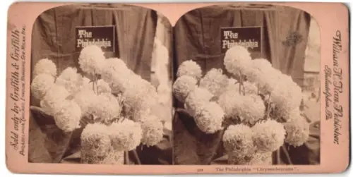 Stereo-Fotografie Griffith & Griffith, Philadelphia, The Philadelphia Chrysanthemums