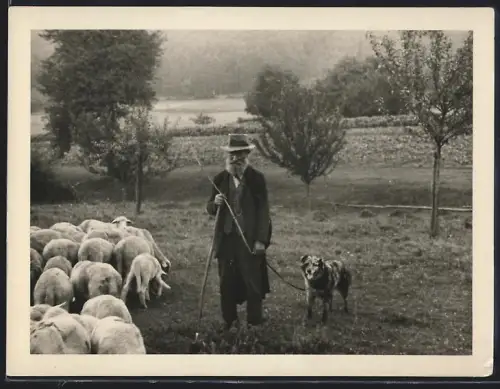 Fotografie betagter Schäfer mit Hütehund nebst Schafherde