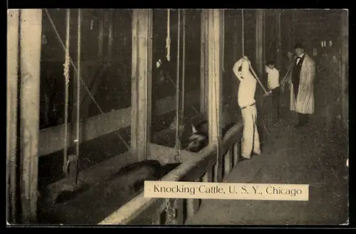 AK Chicago, Knocking Cattle