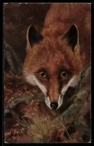 AK Der Fuchs mit wachem Blick im Gehölz