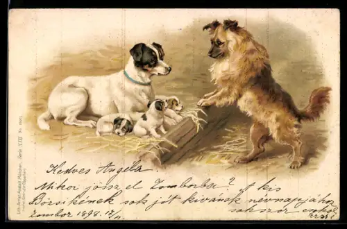 AK Terrier beobachtet Hundebabys
