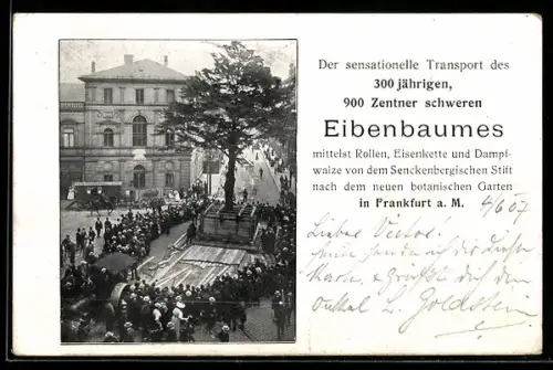 AK Frankfurt-Westend, Transport eines 300-jährigen Eibenbaumes zum botanischen Garten